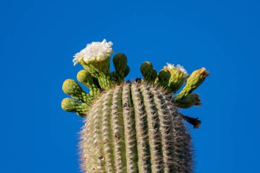 Arizona 'daki Saguaro Ulusal Parkı' nda çiçek açan bir bitki.