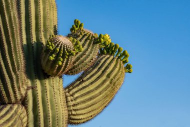 Arizona 'daki Saguaro Ulusal Parkı' nda çiçek açan bir bitki.
