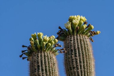 Arizona 'daki Saguaro Ulusal Parkı' nda çiçek açan bir bitki.