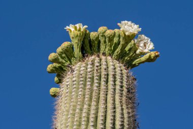 Arizona 'daki Saguaro Ulusal Parkı' nda çiçek açan bir bitki.