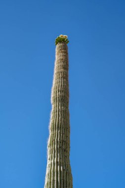 Saguaro Ulusal Parkı, Arizona 'da uzun ince bir Saguaro Kaktüsü.
