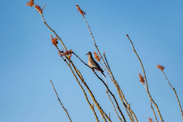 White Winged Dove Saguaro National Park Arizona — Stockfoto