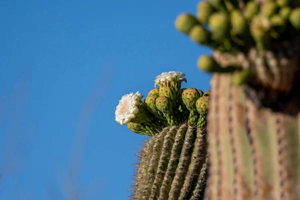 Flowering Plants Saguaro National Park Arizona — Stockfoto