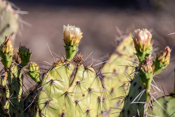 Flowering Plants Saguaro National Park Arizona — Stock Photo, Image