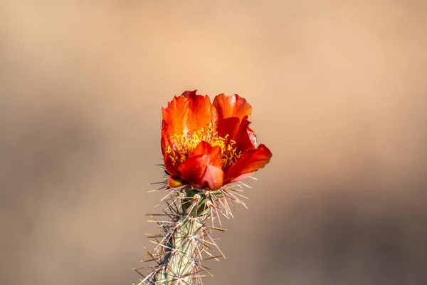 Blommande Växter Saguaro Nationalpark Arizona — Stockfoto