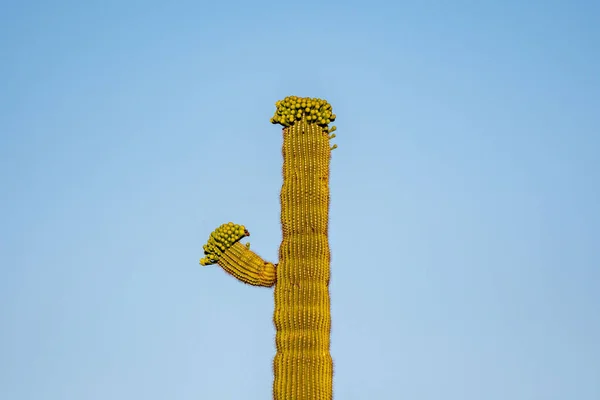 Flowering Plants Saguaro National Park Arizona — Stock Photo, Image