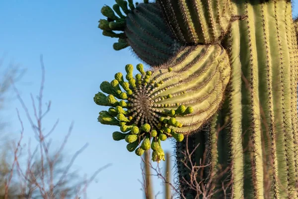 Uma Floricultura Saguaro National Park Arizona — Fotografia de Stock