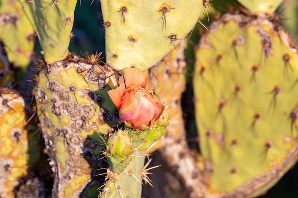 Arizona 'daki Saguaro Ulusal Parkı' nda çiçek açan bir bitki.