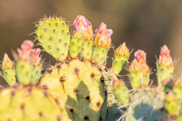 Ανθισμένα Φυτά Στο Εθνικό Πάρκο Saguaro Της Αριζόνα — Φωτογραφία Αρχείου