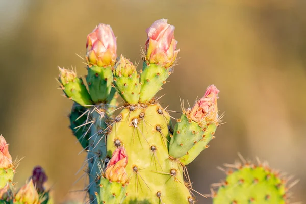 Ανθισμένα Φυτά Στο Εθνικό Πάρκο Saguaro Της Αριζόνα — Φωτογραφία Αρχείου