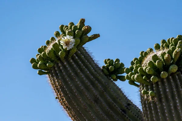 Цветущие Растения Национальном Парке Сагуаро Аризона — стоковое фото