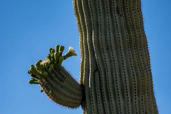 Arizona Daki Saguaro Ulusal Parkı Nda Çiçek Açan Bir Bitki — Stok fotoğraf