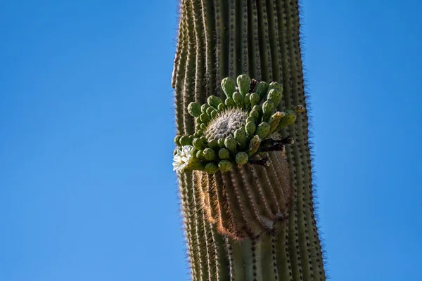 Flowering Plants Saguaro National Park Arizona — Stockfoto
