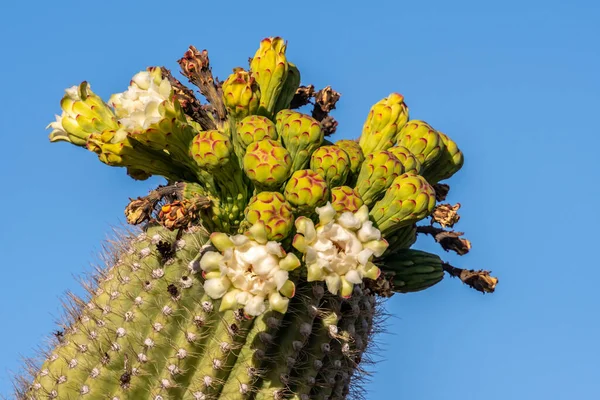 Flowering Plants Saguaro National Park Arizona — Stockfoto