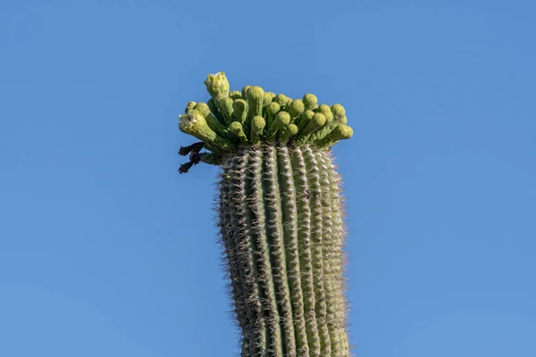 Flowering Plants Saguaro National Park Arizona — Stock Photo, Image