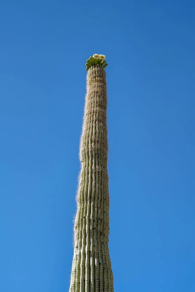 Long Mince Cactus Saguaro Dans Parc National Saguaro Arizona — Photo