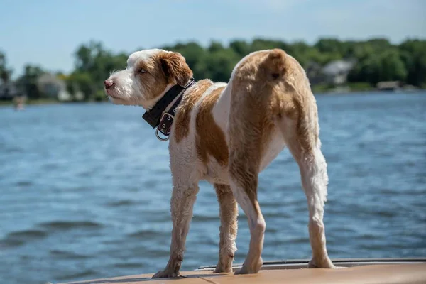 Jack Russel Terrier Jeziorze Minnetonka Minnesota — Zdjęcie stockowe