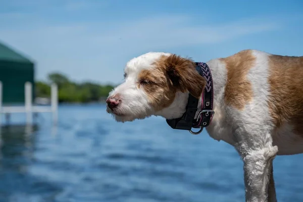Jack Russel Terrier Lake Minnetonka Minnesota — Zdjęcie stockowe