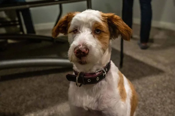 Jack Russel Terrier Minnesotai Minnetonka Tónál — Stock Fotó