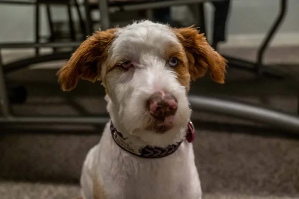 Jack Russel Terrier Lacul Minnetonka Minnesota — Fotografie, imagine de stoc