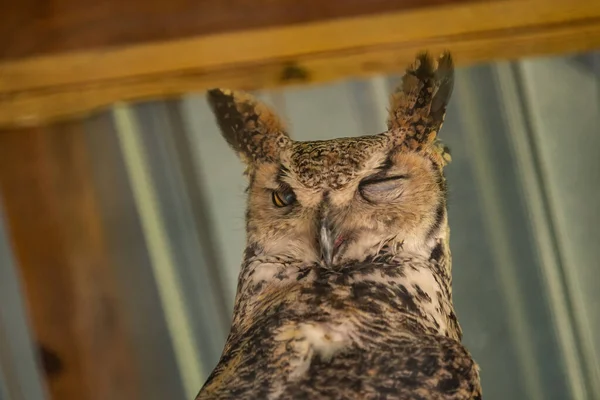 Great Horned Owl Hemker Park Zoo Minnesota — Fotografia de Stock