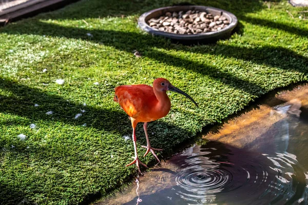 Scarlet Ibis Hemker Park Zoo Minnesota — стоковое фото