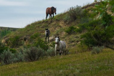 Theodore Roosevelt NP, Kuzey Dakota 'da vahşi atlar