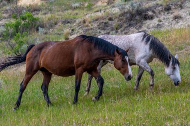 Theodore Roosevelt NP, Kuzey Dakota 'da vahşi atlar