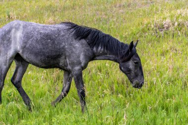 Theodore Roosevelt NP, Kuzey Dakota 'da vahşi atlar