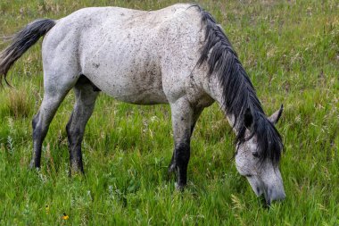 Theodore Roosevelt NP, Kuzey Dakota 'da vahşi atlar