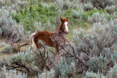 Theodore Roosevelt NP, Kuzey Dakota 'da vahşi atlar
