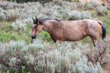 Theodore Roosevelt NP, Kuzey Dakota 'da vahşi atlar