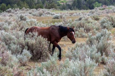 Theodore Roosevelt NP, Kuzey Dakota 'da vahşi atlar