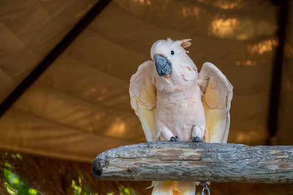 Ren Vit Cockatoos Hemker Park Zoo Minnesota — Stockfoto