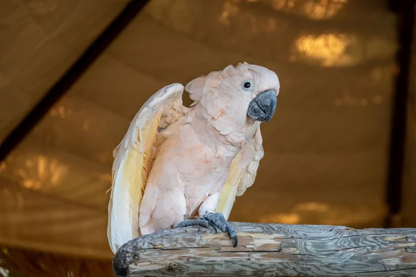 Pure White Cockatoos Hemker Park Zoo Minnesota — Stockfoto
