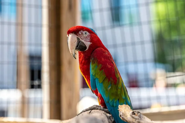 Two Macaws Hemker Park Zoo Minnesota — Stockfoto