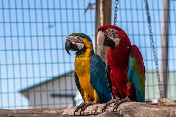 Two Macaws Hemker Park Zoo Minnesota — Stockfoto