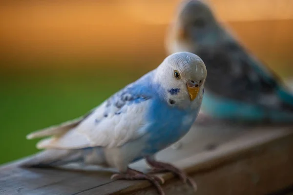 Parakeet Hemker Park Zoo Minnesota — Fotografia de Stock