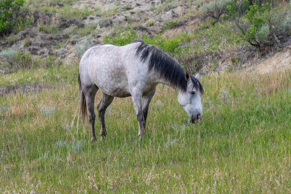 Caballos Salvajes Theodore Roosevelt Dakota Del Norte — Foto de Stock