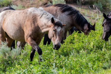 Theodore Roosevelt NP, Kuzey Dakota 'da vahşi atlar
