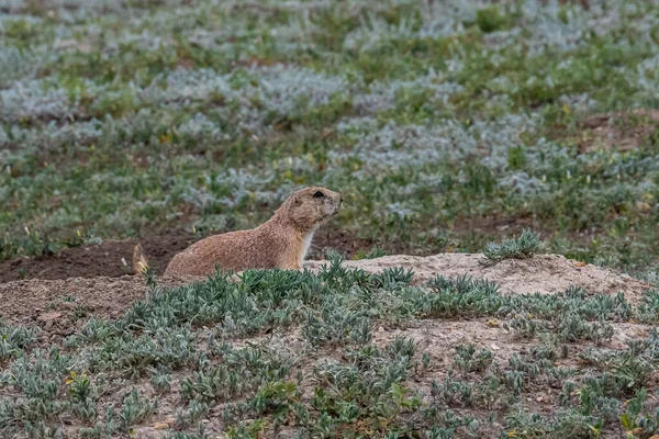 Petits Rongeurs Herbivores Fouisseurs Dans Les Prairies Parc Préservé — Photo