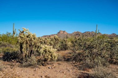 Koruma parkının yürüyüş izinden destansı dağ manzarası