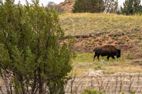 American Bison Campo Theodore Roosevelt Dakota Del Norte — Foto de Stock