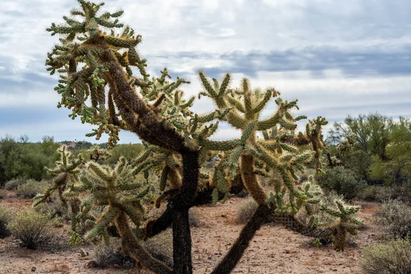 Uniquely Fuzzy Looking Spine Covered Stems Desert — Stock Photo, Image