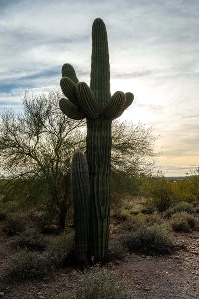 Длинный Стройный Кактус Сагуаро Апаче Джанкшен Аризона — стоковое фото