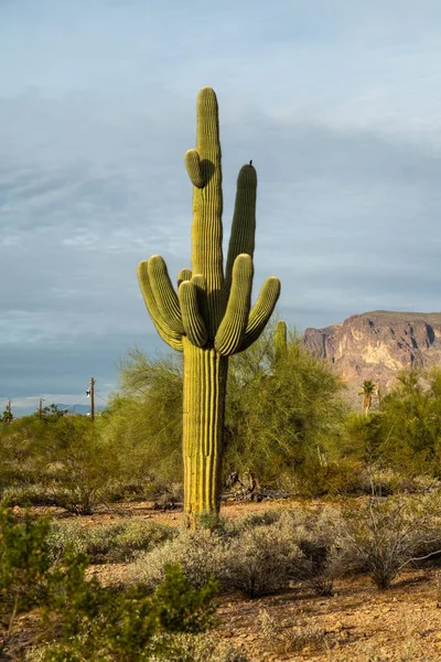 Long Slender Saguaro Cactus Apache Junction Arizona — Stock Photo, Image