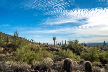 Mesa, Arizona 'da doğaya bakış açısı