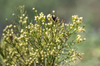 Tucson, Arizona 'da Portakal Kartalı Kaptanı