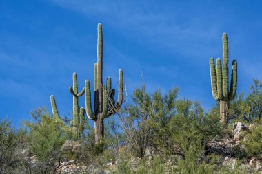 Tucson, Arizona 'da doğaya bakış açısı
