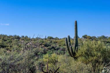 Tucson, Arizona 'da doğaya bakış açısı